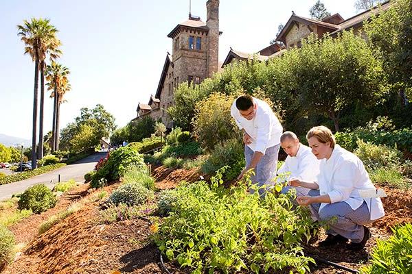 Students in the herb garden at the CIA at Greystone. 这所校园在加州的葡萄酒之乡有着独特的鼓舞人心的环境.